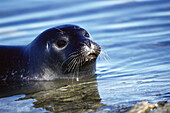 Common or Harbor Seal (Phoca vitulina)