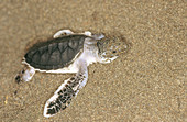 Green Turtle (Chelonia mydas) just after hatching. Costa Rica