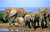 African Elephants (Loxodonta africana). Addo Elephant National Park. South Africa