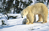 Polar bear and cubs (Ursus maritimus)