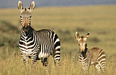 Cape Mountain Zebras (Equus zebra zebra). South Africa
