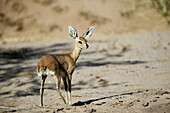 Steenbock (Raphicerus campestris). Namibia