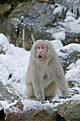 Japanese Macaque (Macaca fuscata)