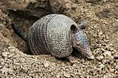 Llanos Long-nosed Armadillo (Dasypus sabanicola). Venezuela