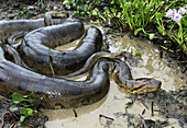 Yellow Anaconda (Eunectes notaeus). Venezuela