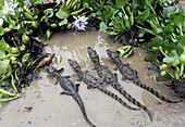 Spectacled Caiman (Caiman crocodilus). Venezuela