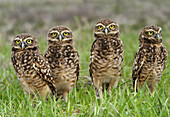 Burrowing Owl (Speotyto cunicularia). Venezuela