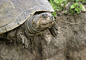 Savanna Sideneck Turtle (Podocnemis vogli). Venezuela