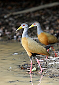 Gray-necked Wood Rail (Aramides cajanea). Venezuela