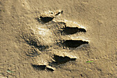Eurasian River Otter (Lutra lutra) footprint. Alsace, France