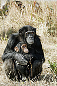 Chimpanzee (Pan troglodytes). Zambia