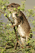 Cape Hyrax (Procavia capensis). Kenya