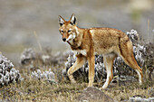 Simien Jackal (Canis simensis), Bale mountains (4000-4300 m.). Ethiopia