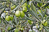 Olive tree (Olea europaea spp. sativa)