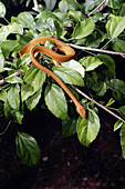 Female Lycodryas sanctijohannis. Mayotte. Indian Ocean.