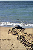 Sea turtle ou green turtle. (Chelonia mydas)