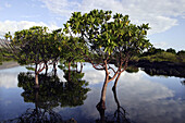 Mangrove. Big Comoros. Comoros.