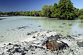 Sea turtle ou green turtle (Chelonia mydas)