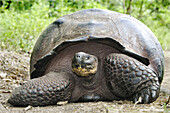 Galapagos Giant Tortoise (Geochelone elephantopus). Galapagos Islands, Ecuador