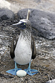 Blue-footed Booby (Sula nebouxii). Española (Hood) island, Galapagos Islands, Ecuador