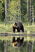 Brown Bear (Ursus arctos). Finland