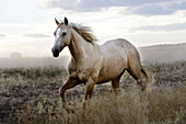 Quarter horse and/or Paint of USA. Ponderosa Ranch. Seneca. Oregon . USA