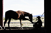 Cattleman with Quarter horse and/or Paint of USA. Ponderosa Ranch. Seneca. Oregon . USA