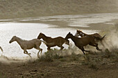 Quarter horse and/or Paint of USA. Ponderosa Ranch. Seneca. Oregon . USA