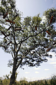 Hives on trees. Gardula country between Arba Minch and Konso. Ethiopia