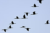 Glossy Ibis (Plegadis falcinellus). Venezuela.