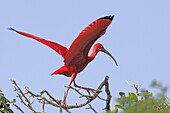 Scarlet Ibis (Eudocimus ruber). Venezuela.