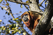 Brown Howler Monkey (Alouatta sp.). Venezuela.