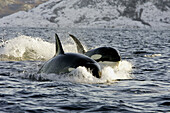 Orcinus orca Killer Whale