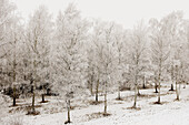 Willows. Gerstheim. Bas-Rhin. Alsace. France.