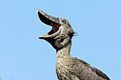 Shoebill Stork (Balaeniceps rex)