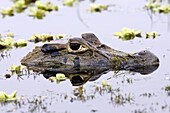 Black caiman (Melanosuchus niger) in Sandoval lake. Peru.