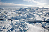 Pack Ice in Antarctica