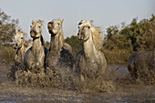 Camargue horses. Saintes-Maries-de-la-Mer. Camargue, Bouches du Rhone. France.