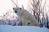 Polar Bears (Ursus maritimus). Canada