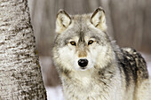 Timber Wolf (Canis lupus)