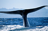 Blue Whale (Balaenoptera musculus)