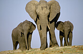 Elephant. Chobe N.P. African Elephant (Loxodonta africana). Bostwana