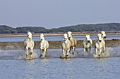 Camargue horses. Saintes Maries de la Mer. Bouches du Rhone. Camargue. France.