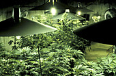 Indoor marijuana cultivation