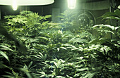 Indoor marijuana cultivation