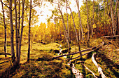 Brook running through fall aspen forest