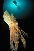 Octopus (Octopus vulgaris) and scuba diver