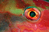 Detail of eye of a male Mediterranean Rainbow Wrasse (Coris julis). Spain