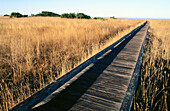 Boardwalk through coastal prairie. Laguna Point trail. Mackerricher State Park. California. USA