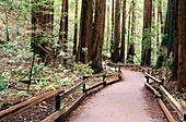 Trail through the Cathedral Grove. Muir Woods National Monument. California. USA